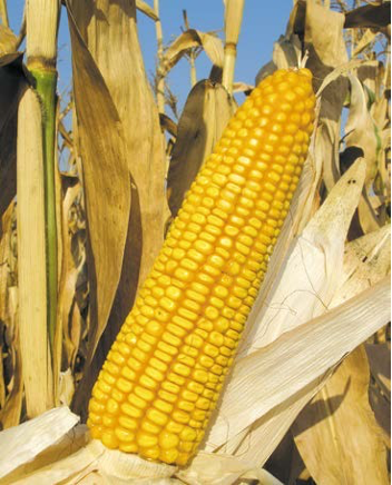 Описание изображения