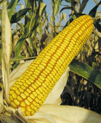 Описание изображения