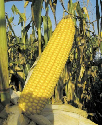 Описание изображения