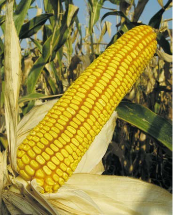 Краснодарский 291 АМВ